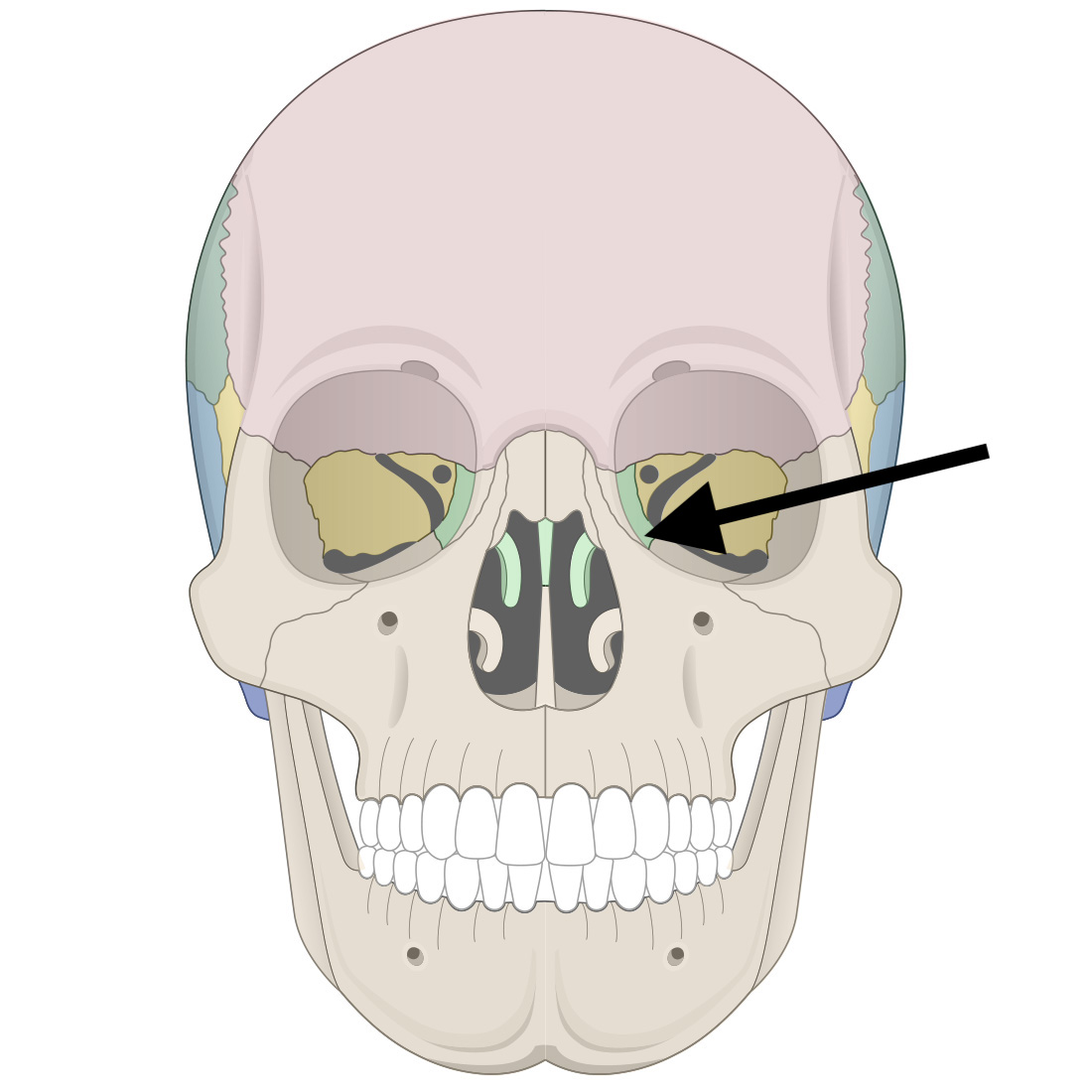 <p>Name the bone</p>