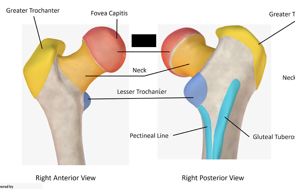 <p>The rounded proximal end of the femur that fits into the acetabulum.</p>