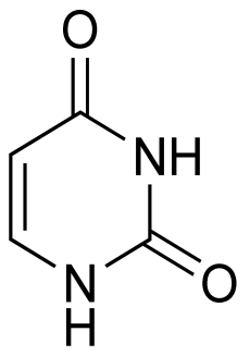 <p>[IDENTIFY THE STRUCTURE OF 5 NUCLEOTIDE]</p>