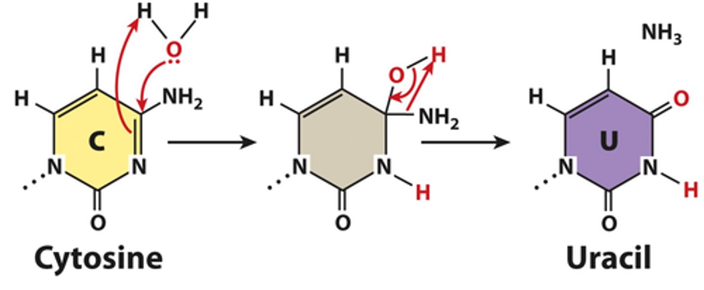 <p>•Removal of amino group from base.<br>- causes substitution mutation - cystine to uracil<br>- C pairs with G<br>- U pairs with A</p>