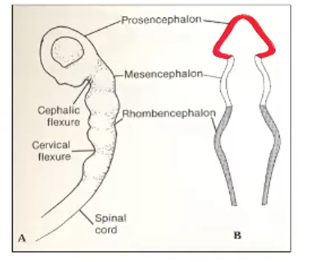 <ol><li><p>Mesencephalic flexure</p></li><li><p>Pontine flexure</p></li><li><p>Cervical flexure</p></li></ol><p></p>