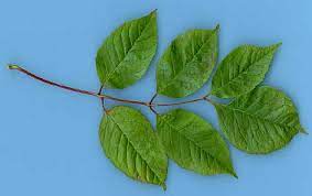 What is this species