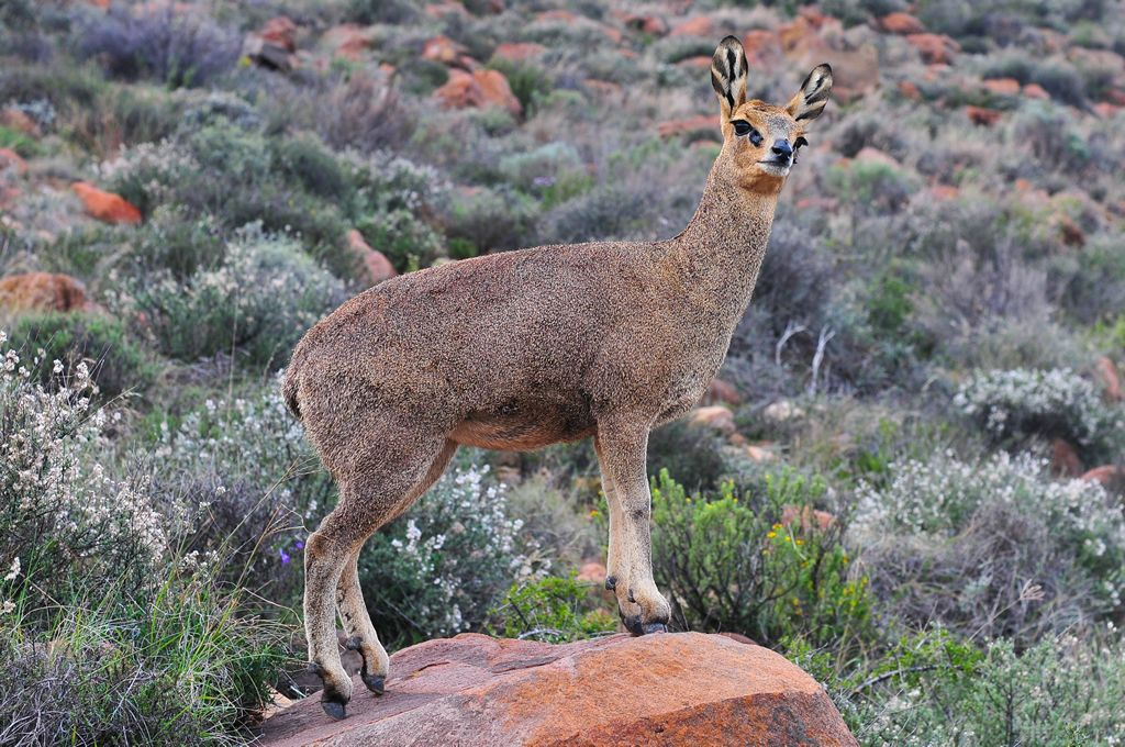 <p>Spitzkoppe, Swakopmund, Sesriem, Bethanie, Fish River Canyon, Orange river, Western Cape, Cape Town, Kruger NP</p>