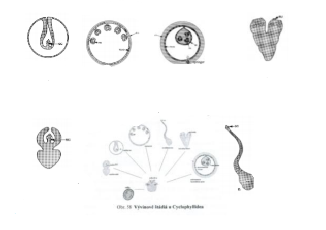 <p>Name the larval stages - metacestodes. </p>