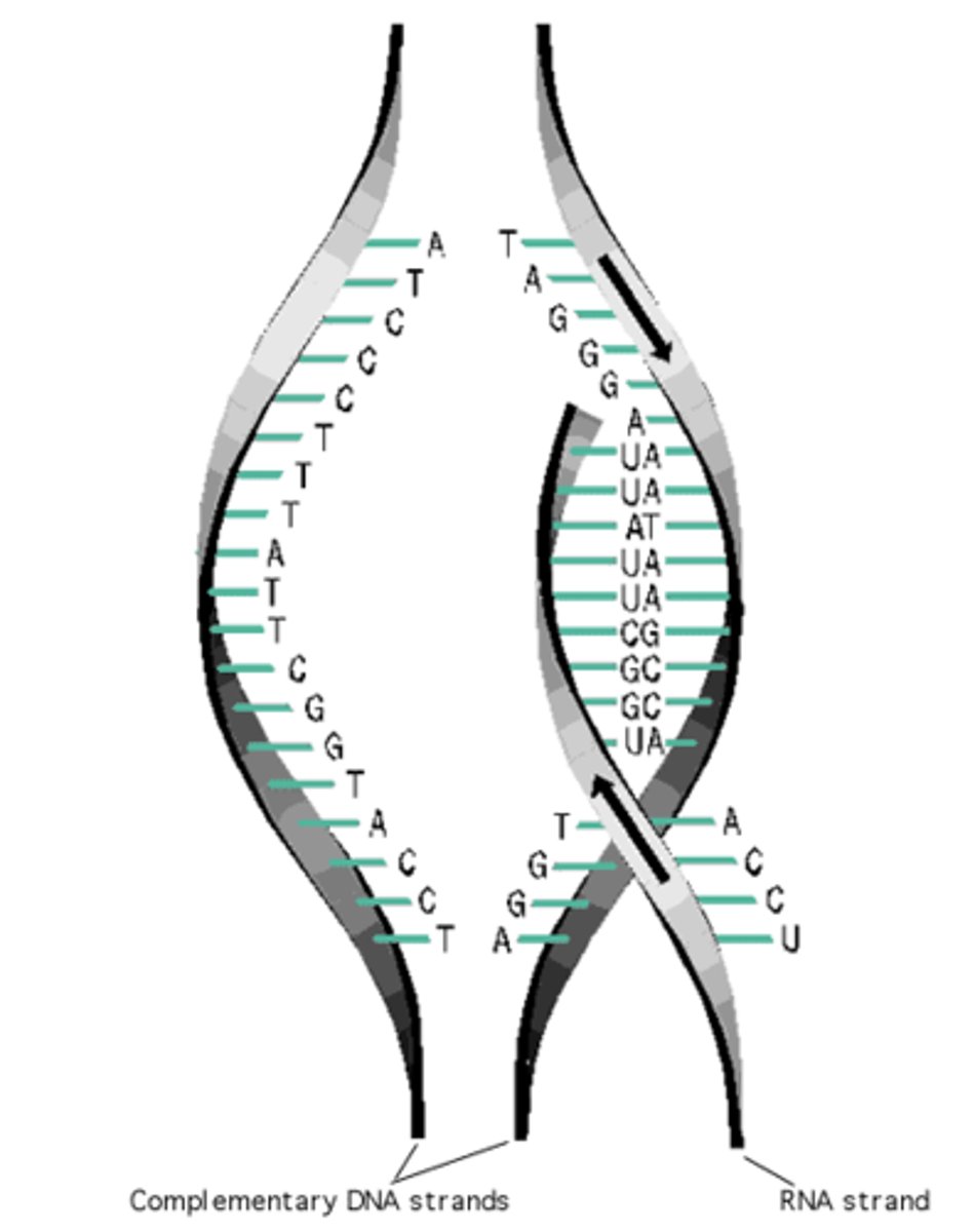 <p>Process that creates RNA from a segment of DNA / 1st step in protein synthesis / gene expression</p>