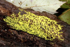 <ul><li><p>heterotrophic</p></li><li><p>specialize in feeding on dead organic matter</p><ul><li><p>e.g. unicellular slime molds</p></li></ul></li></ul><p></p>