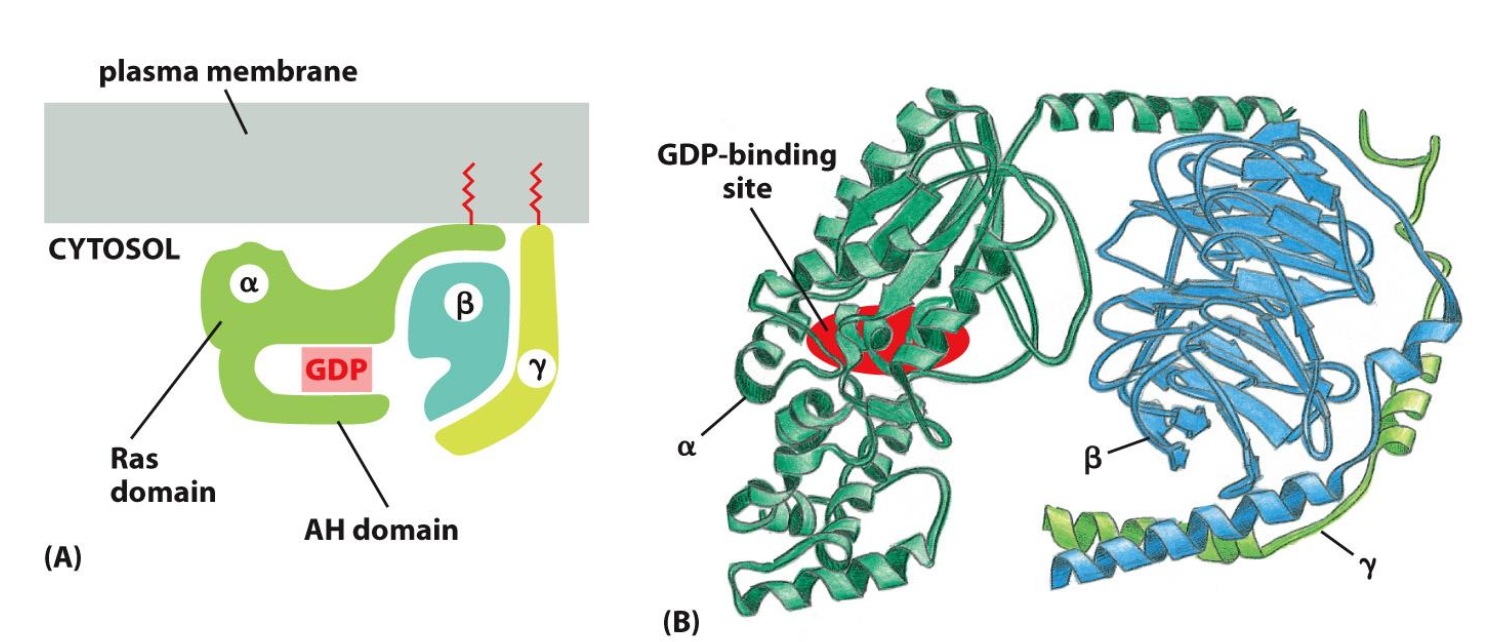 <p>Sous forme inactive : </p><ul><li><p>GDP est liée à la sous-unité alpha</p></li></ul><p>G<span style="font-family: Helvetica; line-height: normal; font-size: 15.8px;"><span>alpha : un interrupteur activant ou inhibant les effecteurs en aval</span></span></p><p>Gbeta/gamma : régulateur négatif en augmentant l’affinité de Galpha pour le GDP.</p><p>Seulement alpha et gamma sont ancrés dans la membrane facilitant l’interaction entre les sous-unités et les GPCR</p><p>Sous forme active : </p><ul><li><p>GDP est remplacé par GTP à la sous-unité alpha</p></li></ul><p></p><p></p>