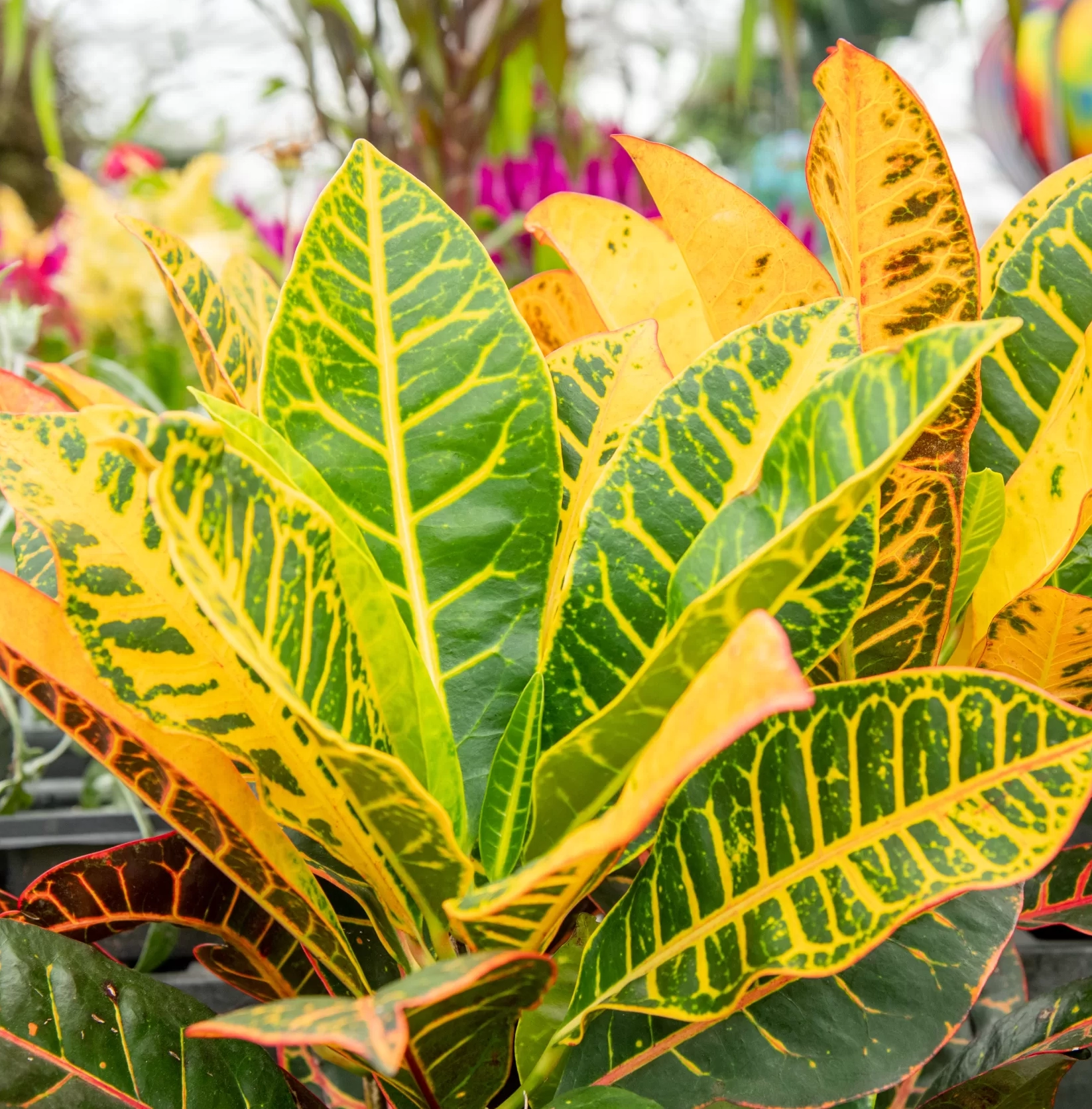<p>Croton</p>