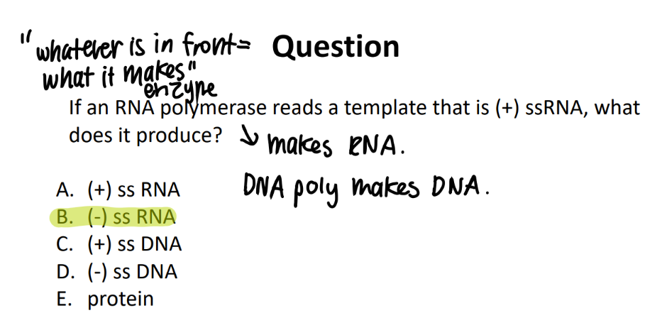 <ul><li><p>(-) ssRNA! </p></li></ul>