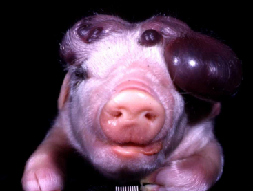 <p>What condition has this pig got?</p>