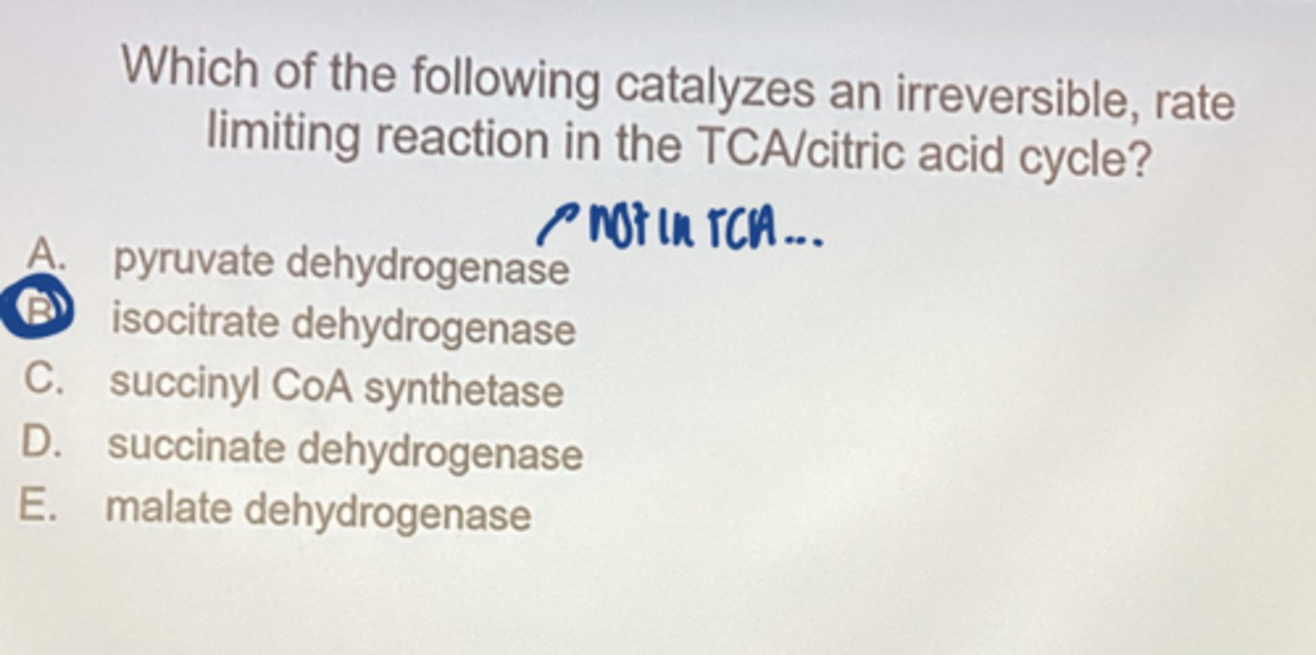 <p>isocitrate dehydrogenase</p>