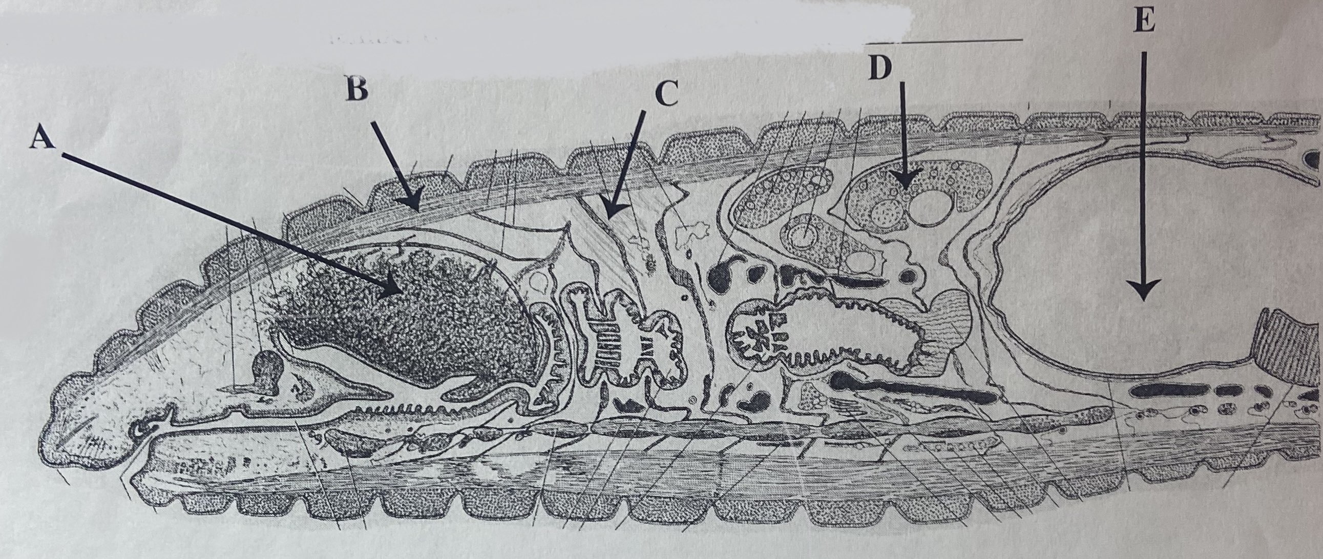 Which muscle layer is external to that indicated by arrow B?