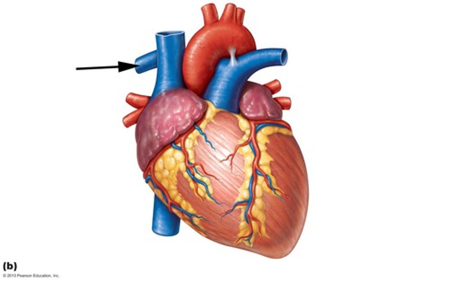 <p>takes blood from the right ventricle to the right lung</p>