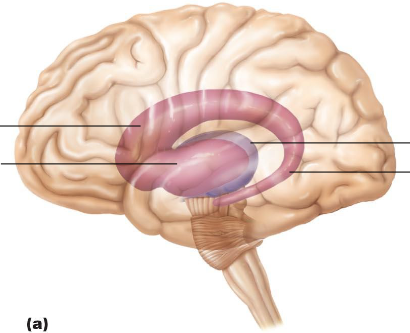 <p>The ____  _____+ _____ = ______ in the Basal nuclei.</p>