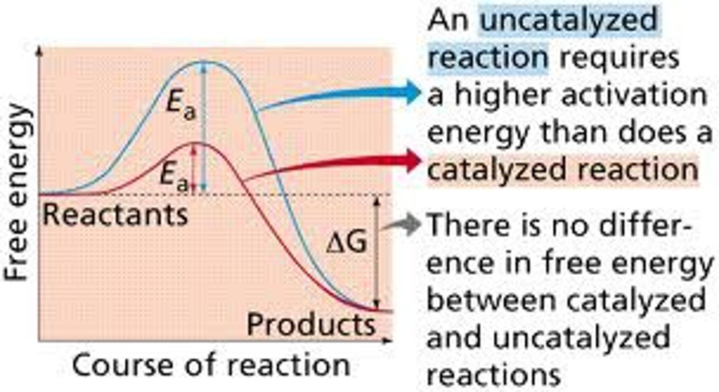<p>Catalysts: Speed up reactions by lowering activation energy.</p><p>Enzymes: Biological catalysts that speed up biochemical reactions.</p>