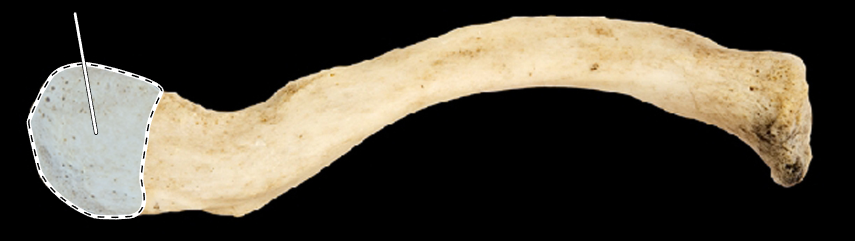 <p>Name the highlighted portion.</p><p>(Clavicle, superior view, left side).</p>