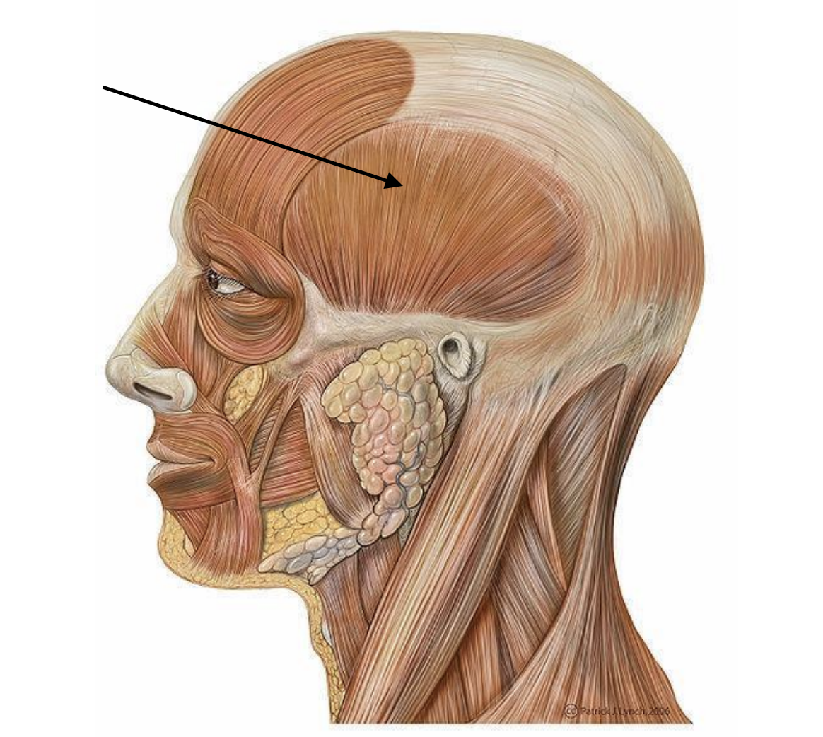 <p>Muscle for jaw stabilization, graded jaw movements</p>