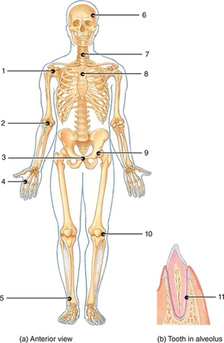 <p>cartilaginous and amphiarthrosis</p>