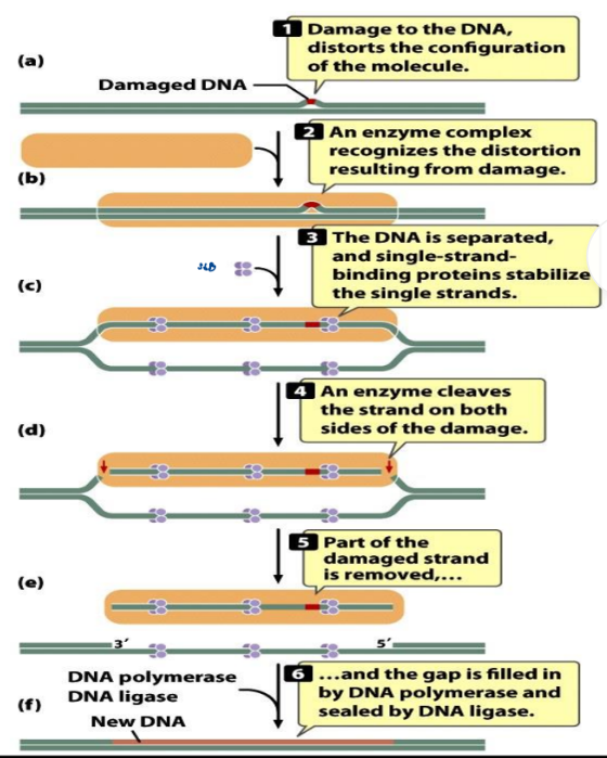 <p>Acts on pyrimidine dimers and large</p><p>distortions of the DNA helix</p>