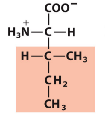 <p>Ile, I</p><p>Hydrophobic/Non-polar</p>