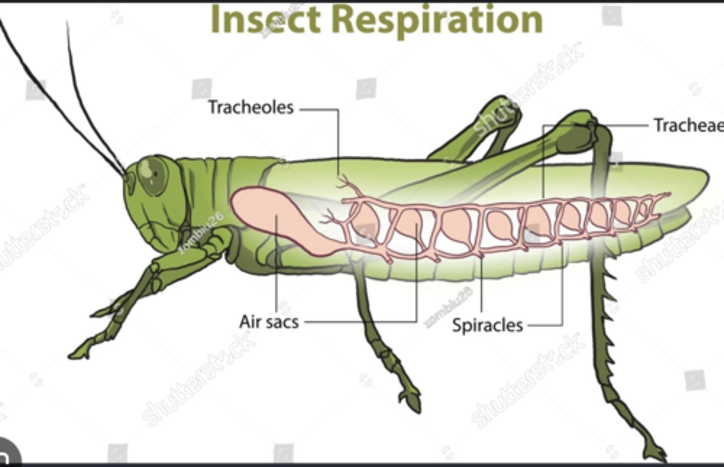 <p>Microscopic tubes delivering oxygen to individual cells for efficient respiration.</p>