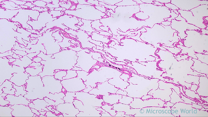 <p>What histology slide is this for?</p>