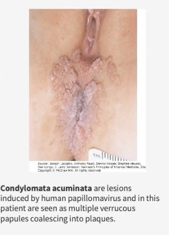 <ul><li><p><strong>Anogenital skin:</strong> penis, scrotum, vulva, perianal area</p></li><li><p><strong>Anogenital tract:</strong> vagina, cervix, rectum, urethra, anus</p></li></ul><p></p>