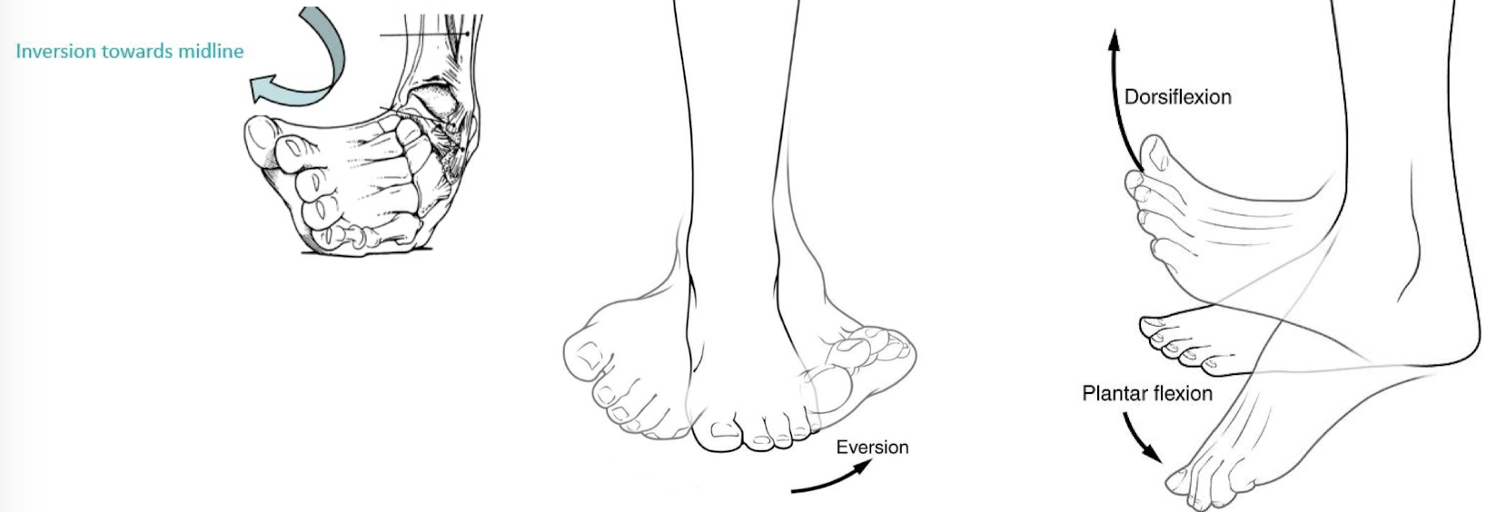 <ul><li><p><strong>eversion</strong> - plantar surface of the foot moves laterally</p></li><li><p><strong>inversion</strong> - plantar surface of the foot moves medially</p></li></ul><p></p><ul><li><p><strong>dorsiflexion</strong> - bending ankle towards the shin (toes point up)</p></li><li><p><strong>plantar flexion</strong> - bending ankle towards posterior/back of body (toes point down)</p></li></ul><p></p>
