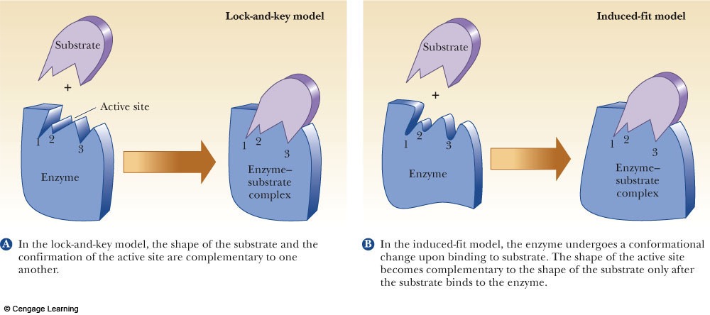 <p>Lock and Key model</p><p>Induced fit model</p>