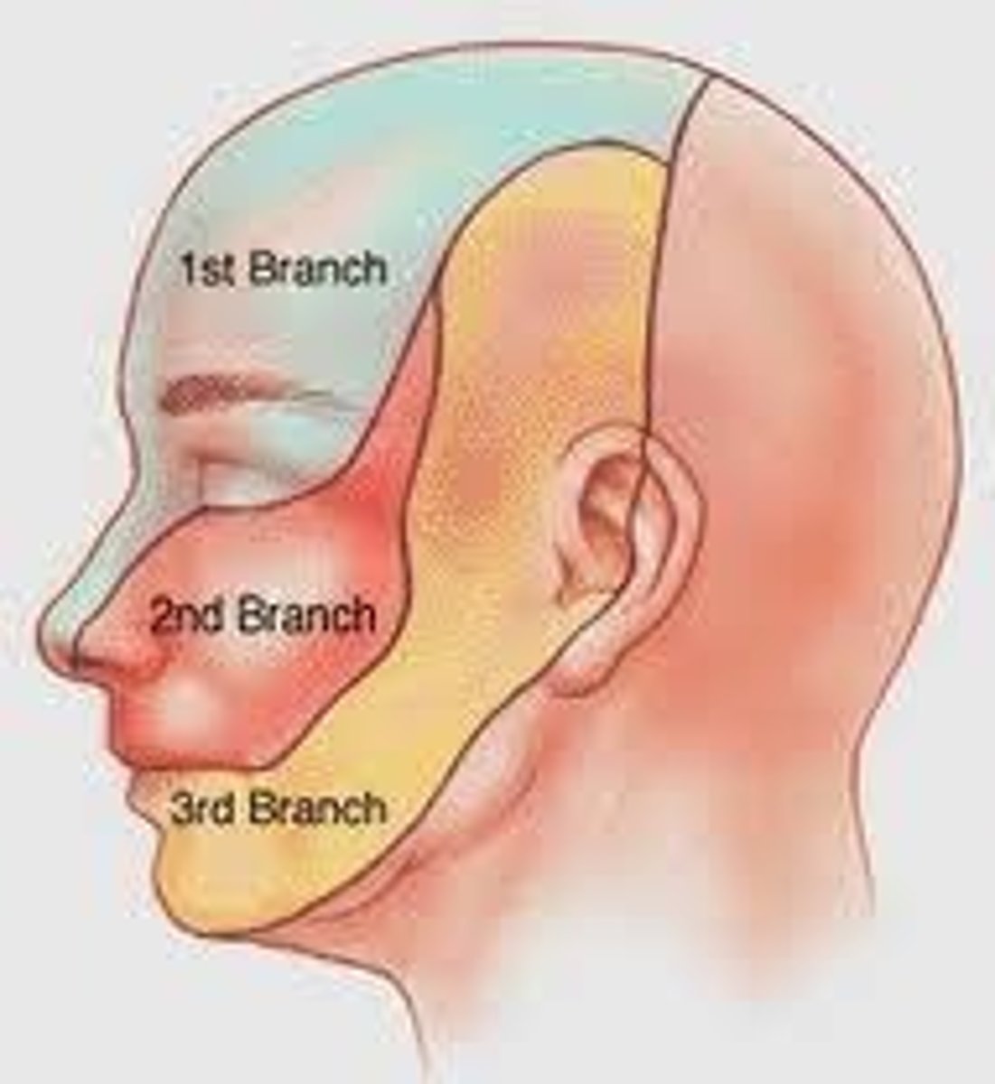 <p>The Trigeminal nerve (CN V) is responsible for the movement of muscles for mastication.</p>