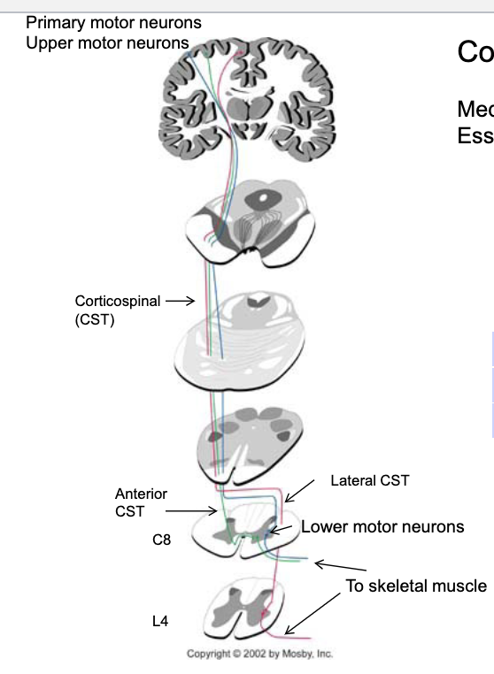 <p>caudal medulla</p><p>lateral</p>