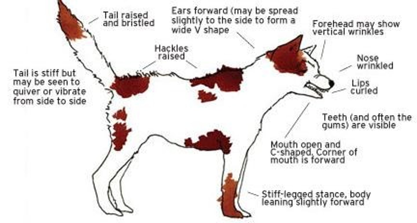 <p>This dog is ready to aggress and will not avoid aggression if a perceived threat continues. The underlying motivation for this behavior is fear.</p>