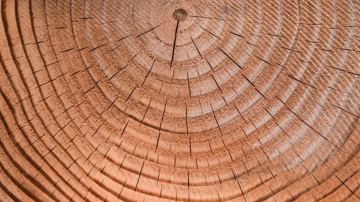 <p>What forms wood?</p>