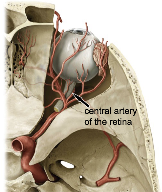 <p>central artery of the retina</p>