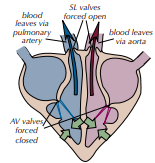 <p>Which stage of the cardiac cycle is shown by the photo? What happens?</p>