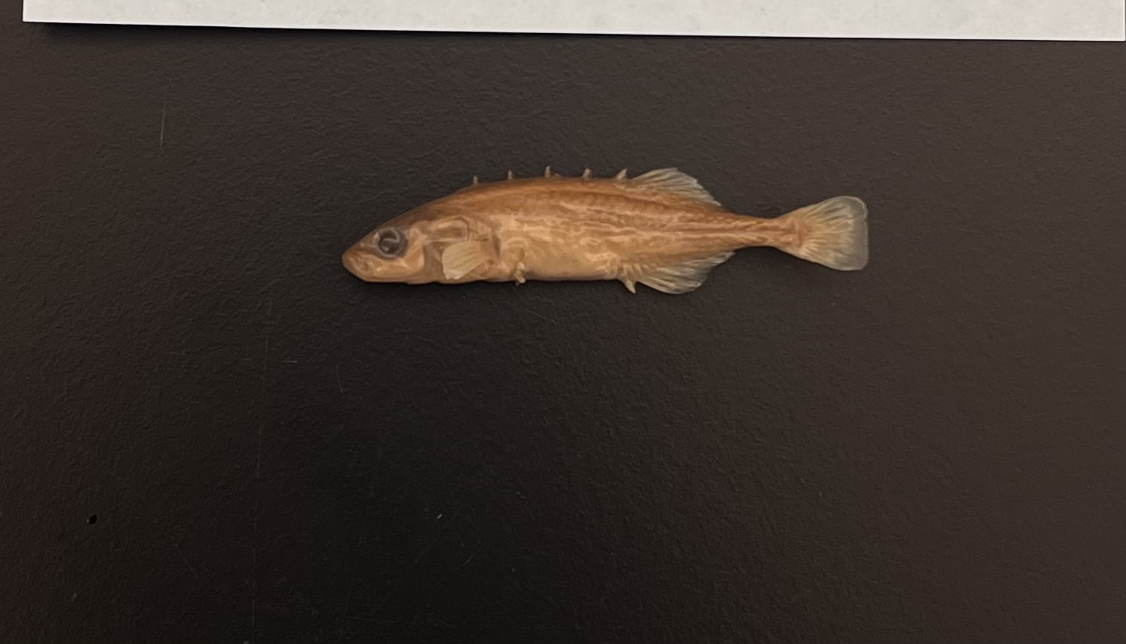 <p>Sticklebacks</p>