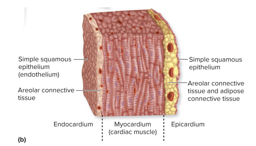 <p>INSIDE the heart</p><ul><li><p>endocardium</p></li><li><p>myocardium </p></li><li><p>epicardium</p></li></ul>