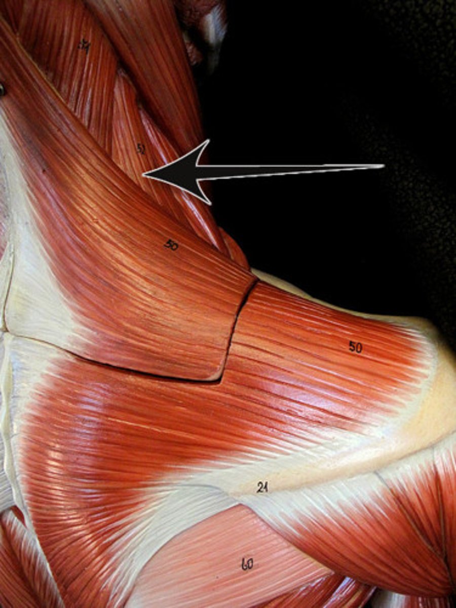 <p>Elevates scapula, abducts and rotates neck</p>