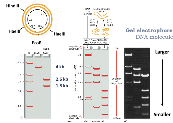 <ul><li><p>USING GEL ELECTROPHORESIS</p></li><li><p>GEL ELECTROPHORESIS SEPARATES DNA MOLECULES BY SIZE</p></li></ul><p></p>