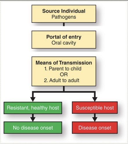 <ul><li><p>Transmissible via DIRECT or INDIRECT contact</p></li><li><p>Most common route: vertical transmission</p><ul><li><p><span style="color: red;">Sharing saliva between caregiver + child</span></p></li></ul></li><li><p>Less common route: horizontal transmission</p><ul><li><p><span style="color: red;">Same generation kissing</span></p></li></ul></li></ul><p></p>
