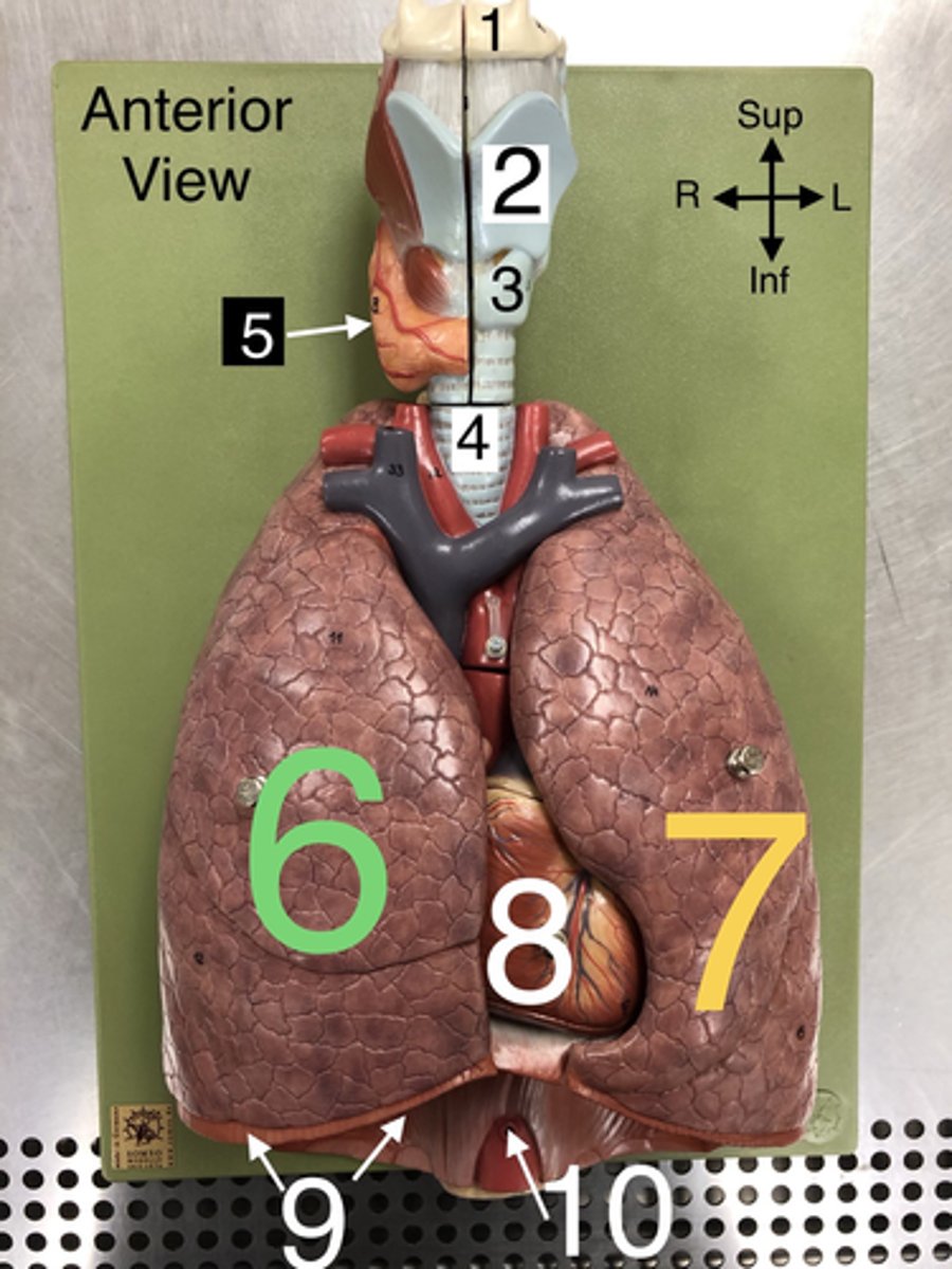 <p>4. The windpipe that connects the larynx to the bronchi of the lungs.</p>