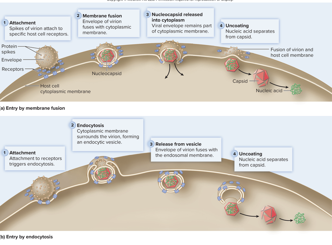 <p>Virus attaches to receptor on host cell</p><ul><li><p>Protein spikes on virus recognize and bind to specific glycoproteins on the host cell</p></li><li><p>Once the virus is attached, we need to get viral DNA inside</p></li></ul><p></p>