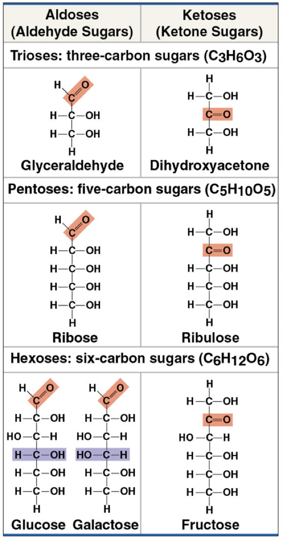<ul><li><p>have molecular formulas that are usually multiples of CH2O</p></li><li><p>Glucose (C6H12O6) is the most common monosaccharide</p></li><li><p>classified by the location of the carbonyl group (as ketose or aldose) &amp; the number of carbons in the carbon skeleton</p></li></ul><p></p>