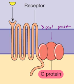 <p>ligand binding to a G protein-coupled receptor opens an ion channel or alters enzyme activity </p>