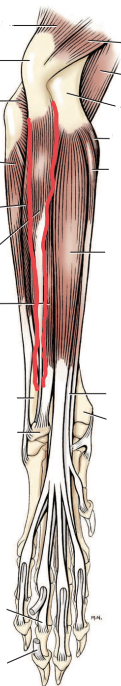 Identify the muscle outlined in red