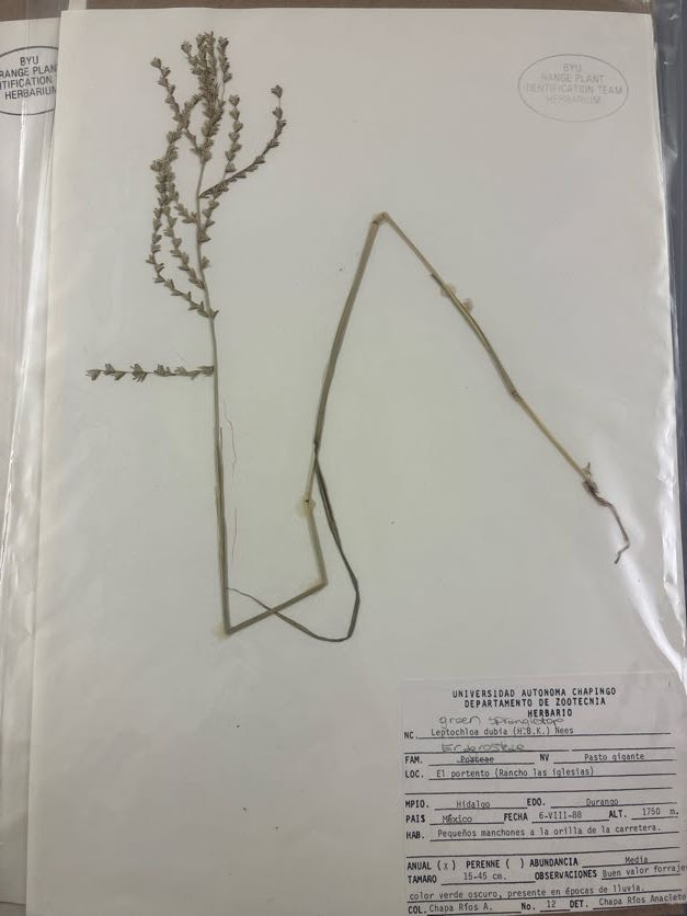 <p>Eragrosteae - Leptochloa dubia - green sprangletop </p>