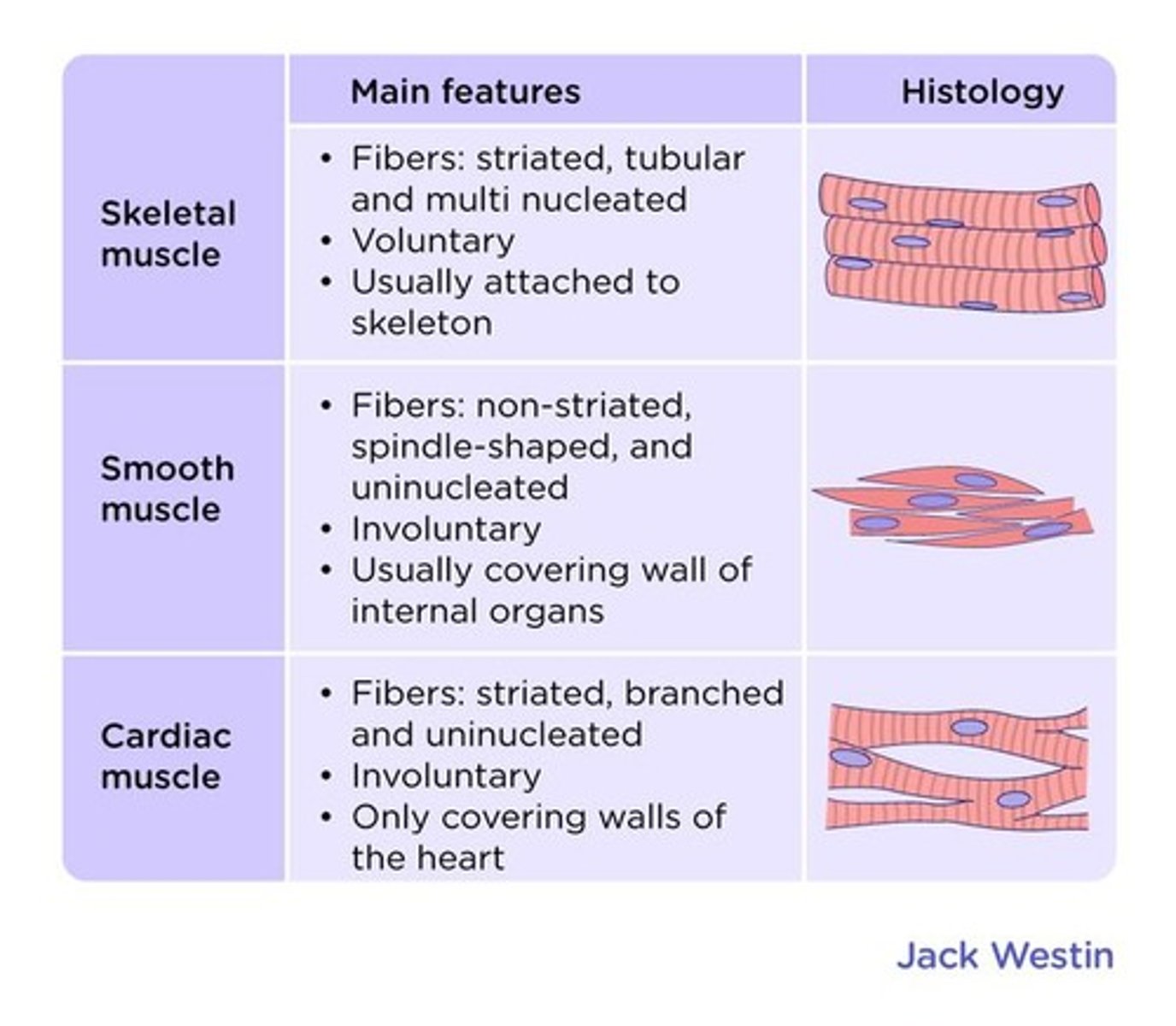 <p>Striated muscle under voluntary control, representing 50-60% of the dressed body, mostly attached to the skeleton.</p>