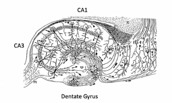 <p></p><p>dentate gyrus » CA3 » CA1</p>