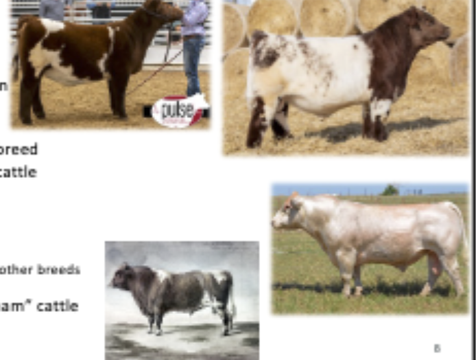 <p>Origin: English, Popular breed for show cattle, originally known as Durham cattle</p>