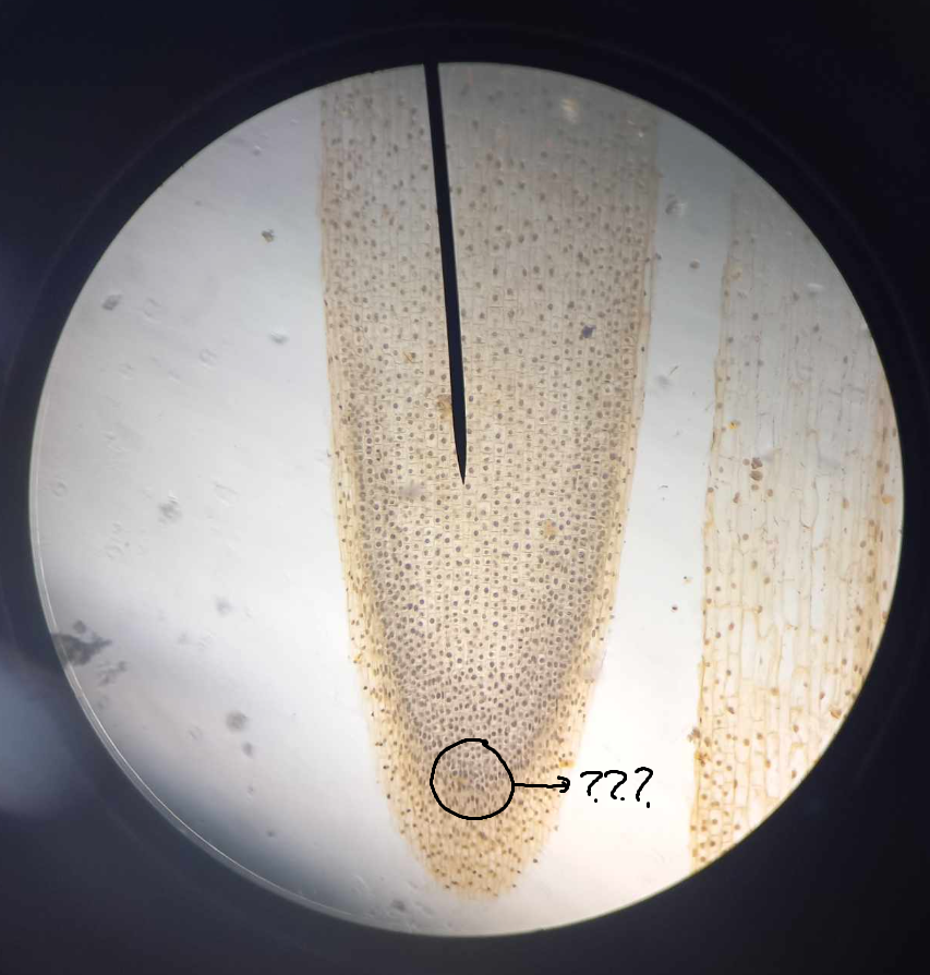 <p><span>part of RAM; a group of cells, up to 1,000 in number, in the form of a hemisphere, with the flat face toward the root tip of vascular plants</span></p>